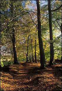 Artist's Lane Alderley Edge