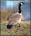 Wildfowl