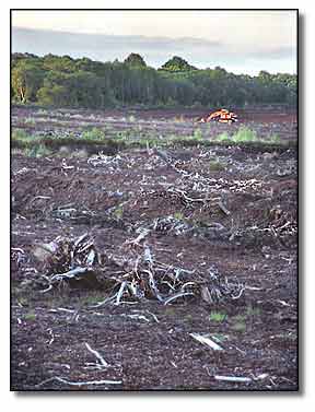 Peat Diggings